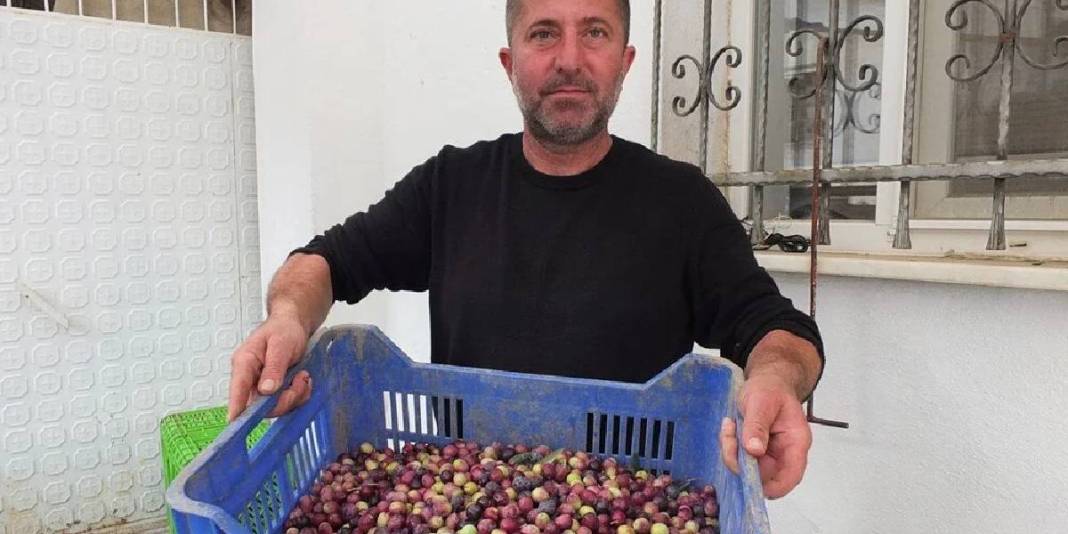 Yağmur yağdı, toprağın bereketi ortaya çıktı! Üretim merkezinde hasat vakti: Kilosu 80 TL’den alıcı buluyor 3